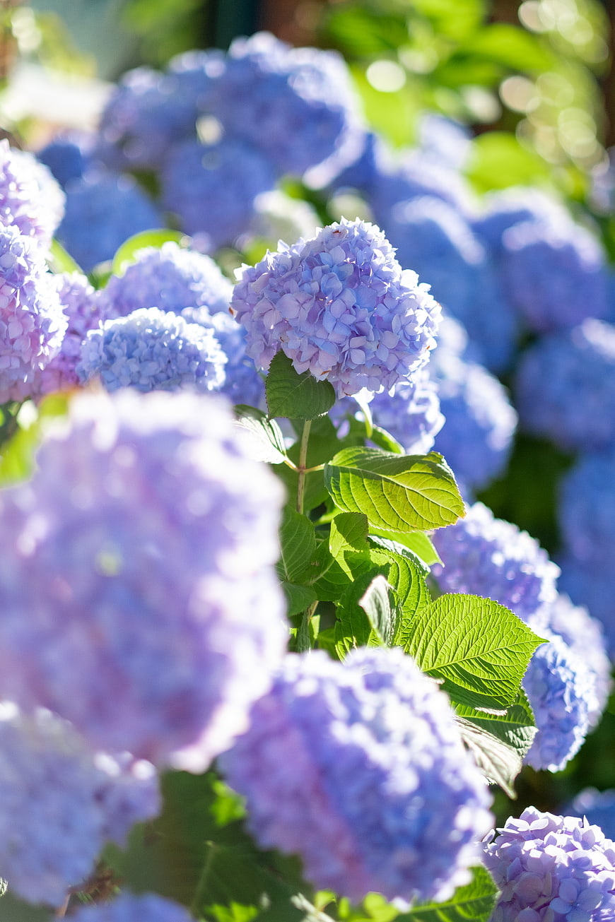 Close-up of vibrant blue and purple hydrangea flowers in sunlight