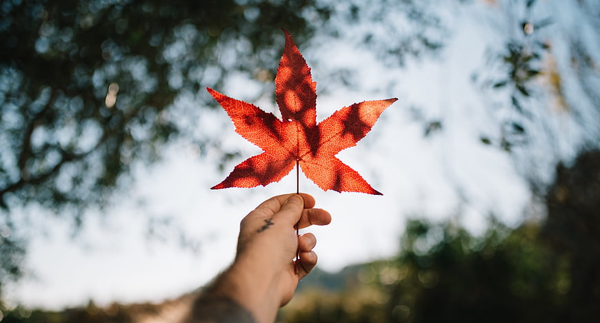 Hand holding red maple leaf against blurred nature background