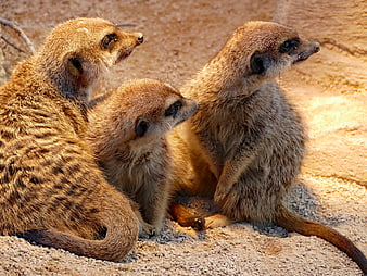 Three meerkats sitting together on sandy ground