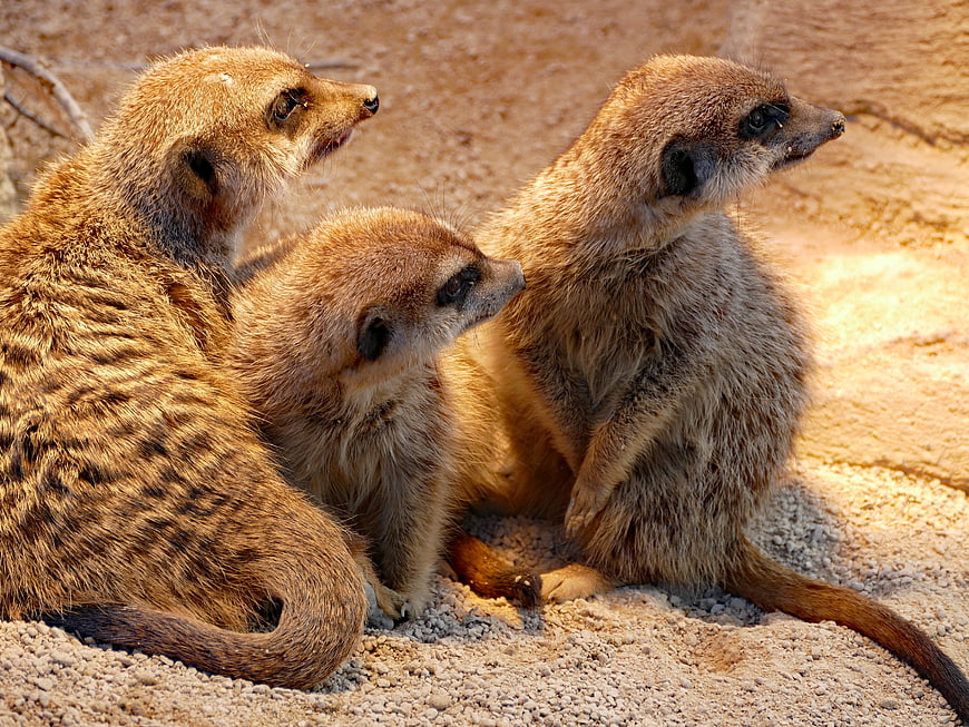 Three meerkats sitting together on sandy ground