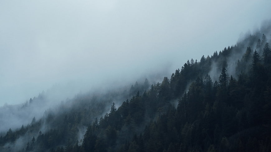 Misty coniferous forest on a foggy mountain slope