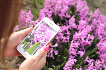 Woman taking photo of pink hyacinth flowers with smartphone
