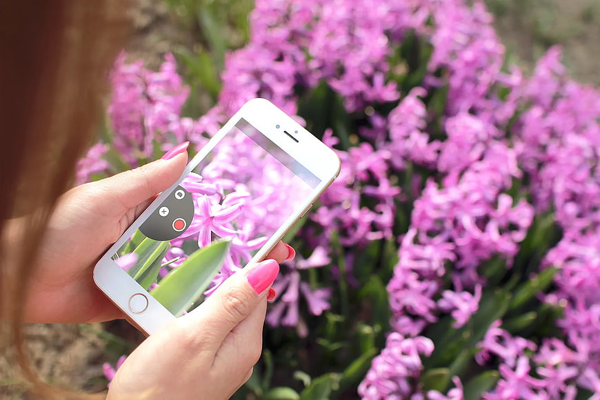 Woman taking photo of pink hyacinth flowers with smartphone