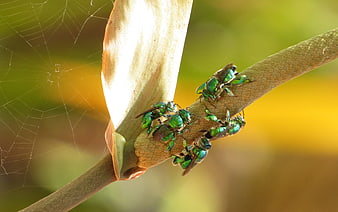 Metallic Green Bees on Plant Stem with Spider Web