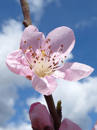 Close-up of Pink Blossom on Branch Against Blue Sky