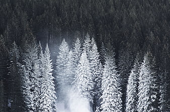 Snow-covered pine trees in a dark winter forest with mist