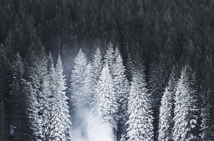 Snow-covered pine trees in a dark winter forest with mist