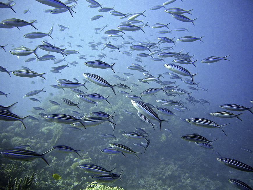 School of striped fish swimming underwater over coral reef