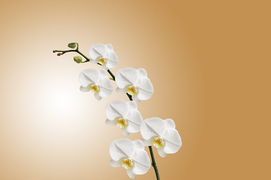 White Orchid Branch with Water Droplets on Beige Background