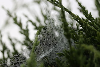 Dew-covered spider web on green evergreen branches
