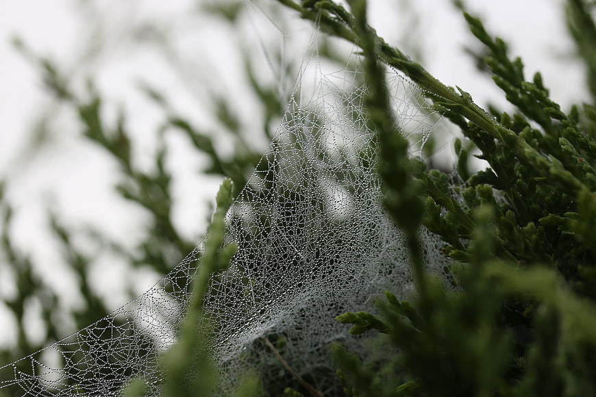 Dew-covered spider web on green evergreen branches
