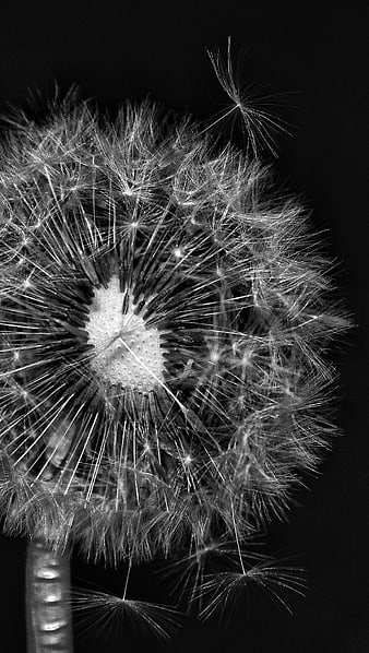 Black and white macro dandelion seeds blowing in wind