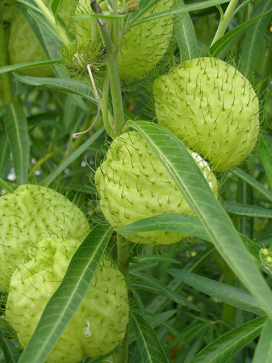 Close-up of Green Spiky Milkweed Seed Pods on Plant