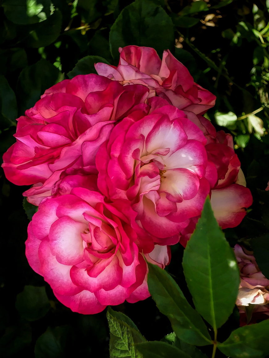 Vibrant Pink and White Roses in Sunlight
