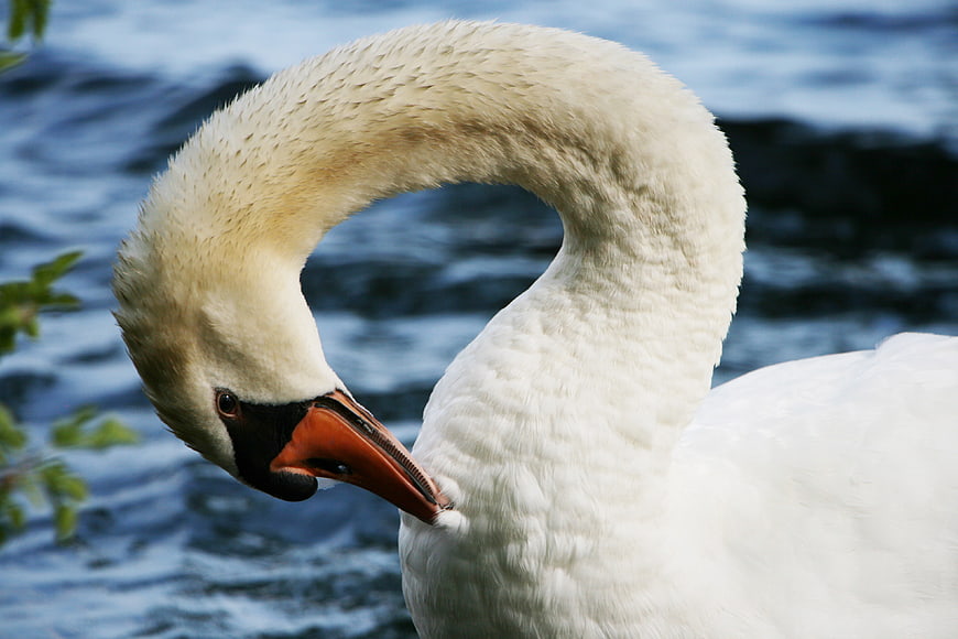 Close-up of a white swan preening its feathers by the water