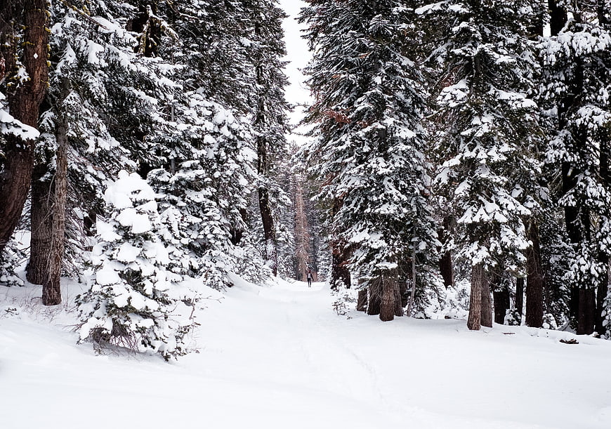 Snowy Forest Path with Tall Pine Trees in Winter