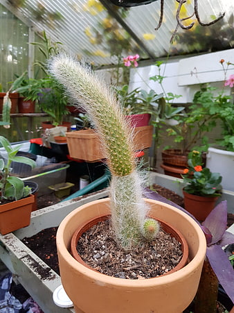 Fuzzy Cactus in Terracotta Pot Inside Greenhouse
