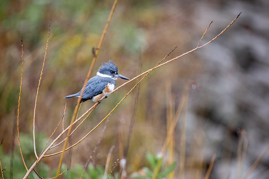 Belted Kingfisher Perched on Branch in Natural Habitat