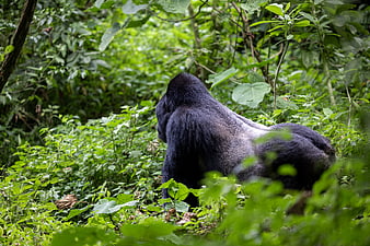 Silverback Gorilla Sitting in Lush Green Forest