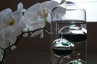 White Orchid and Galileo Thermometer Still Life