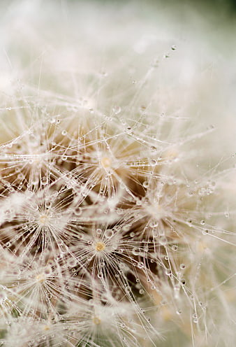 Macro Photography of Dandelion Seeds with Dew Drops