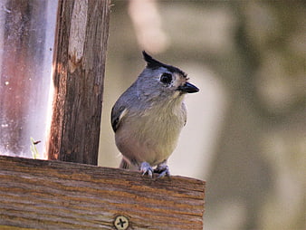 Tufted Titmouse perched on wooden bird feeder