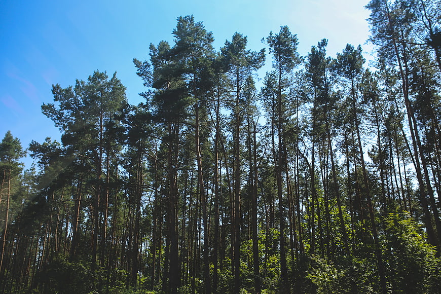 Tall pine trees in a dense forest against a blue sky