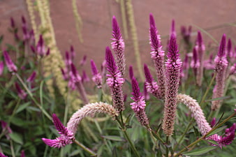 Vibrant pink celosia flowers in a garden setting