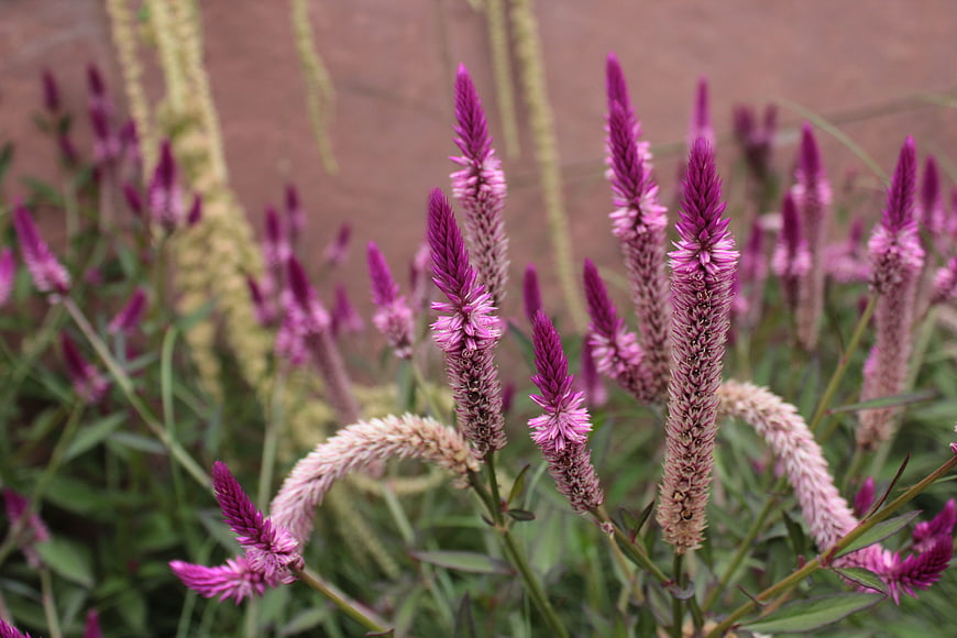 Vibrant pink celosia flowers in a garden setting