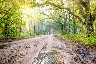 Sunlit Forest Road with Puddle Reflection
