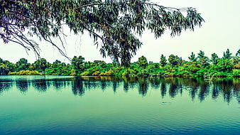 Serene Lake Reflection with Hanging Tree Branches