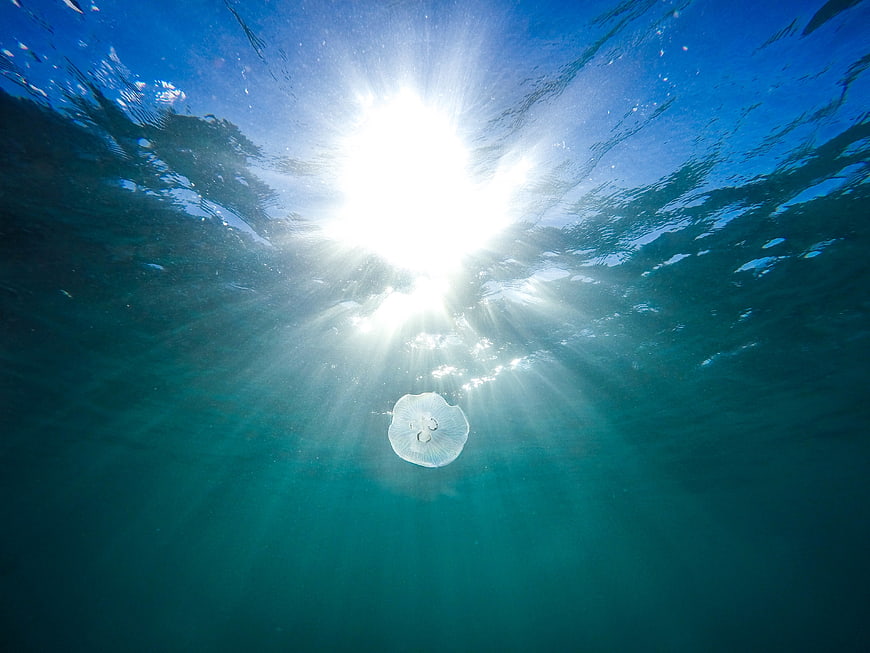 Jellyfish Floating in Ocean with Sun Rays