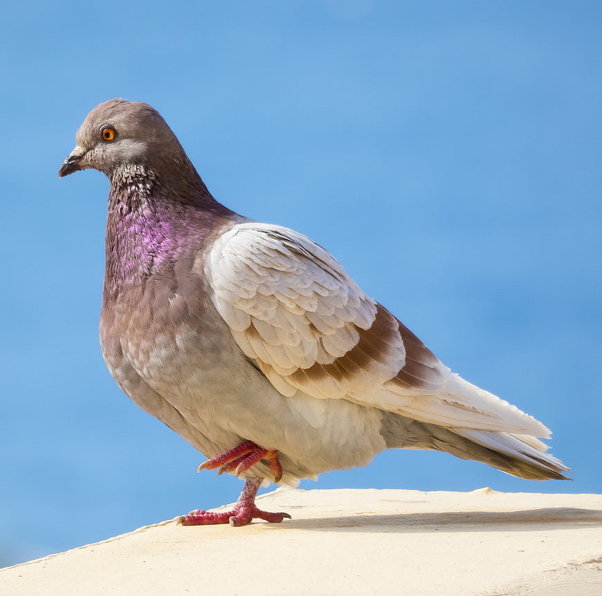Rock Dove Pigeon Perched on Stone Against Blue Sky