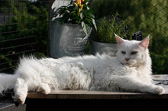 Fluffy White Cat Relaxing on Wooden Deck with Garden Plants
