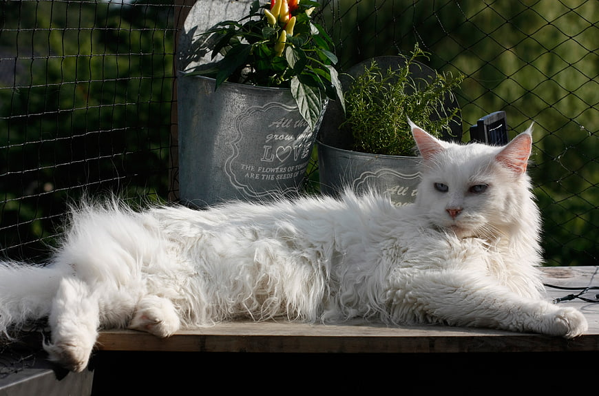 Fluffy White Cat Relaxing on Wooden Deck with Garden Plants