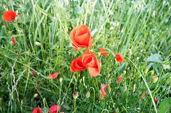 Vibrant Red Poppies Blooming in Green Meadow