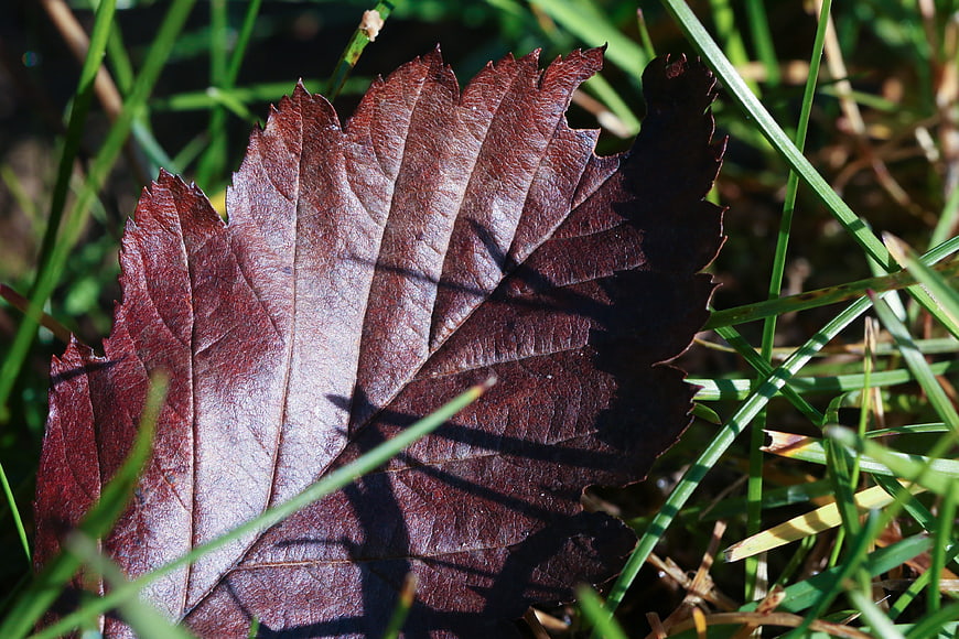 Close-up of a brown autumn leaf on green grass