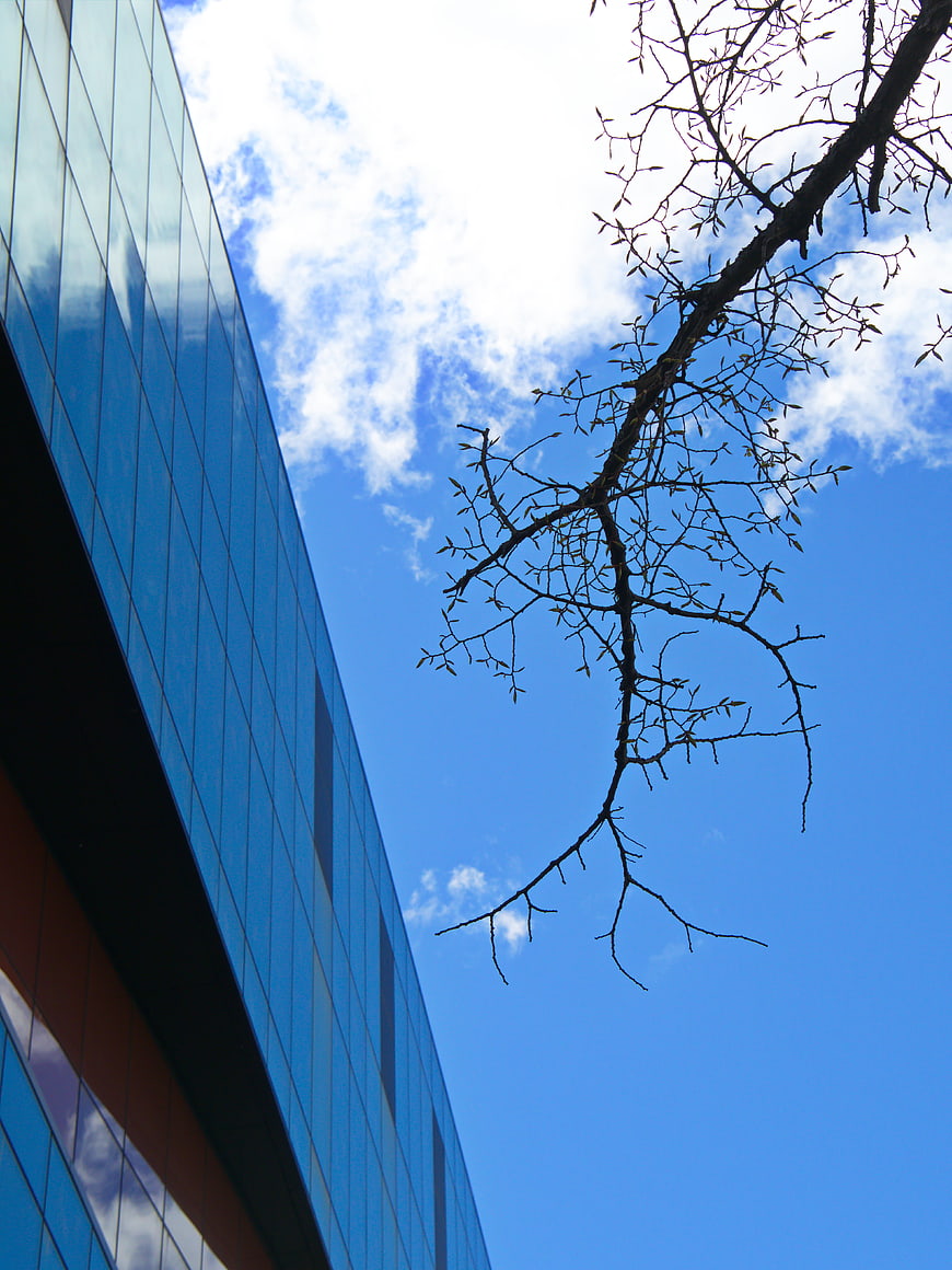 Modern Glass Building Facade with Tree Branches Against Blue Sky