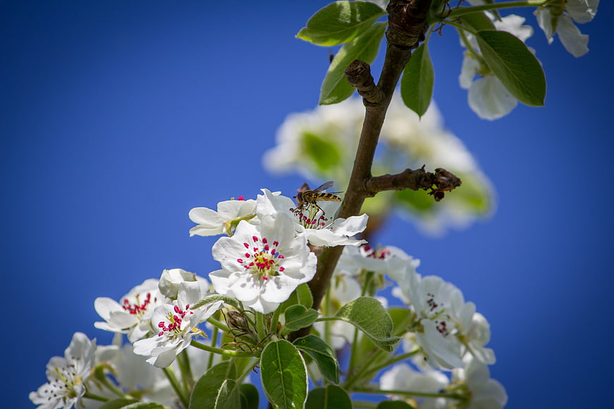 Hover fly on white blossoms against blue sky