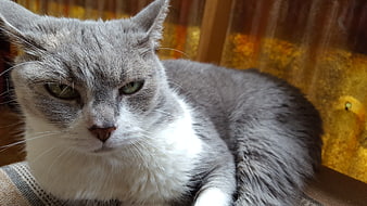 Close-up of a gray and white cat with green eyes