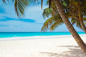 Tropical beach with palm trees and turquoise ocean water