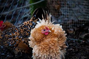 Fluffy Silkie Chicken and Speckled Hen in Farmyard