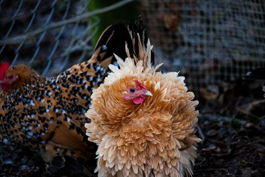 Fluffy Silkie Chicken and Speckled Hen in Farmyard