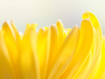 Close-up of vibrant yellow flower petals with soft background