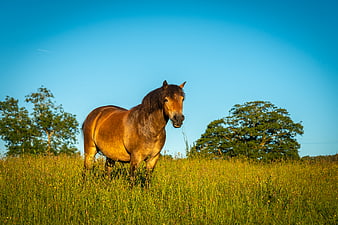 Brown Horse Grazing in Green Pasture Under Blue Sky