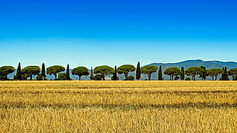 Golden Wheat Field With Cypress Trees And Tuscan Hills