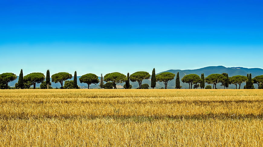 Golden Wheat Field With Cypress Trees And Tuscan Hills