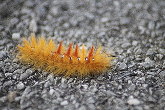 Close-up of fuzzy orange caterpillar on gray gravel