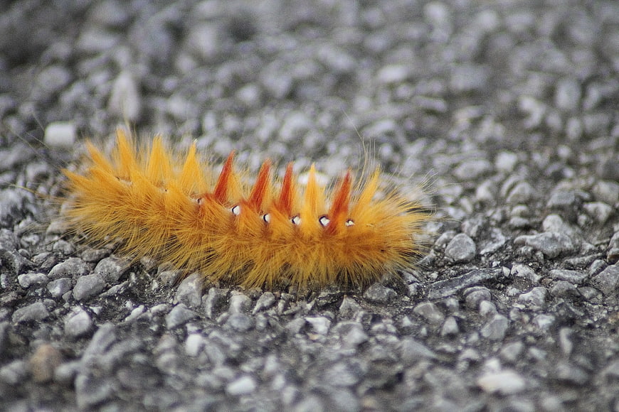Close-up of fuzzy orange caterpillar on gray gravel