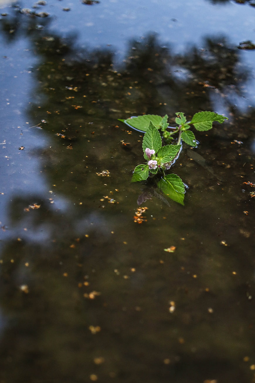Small green plant with pink flowers growing in a puddle